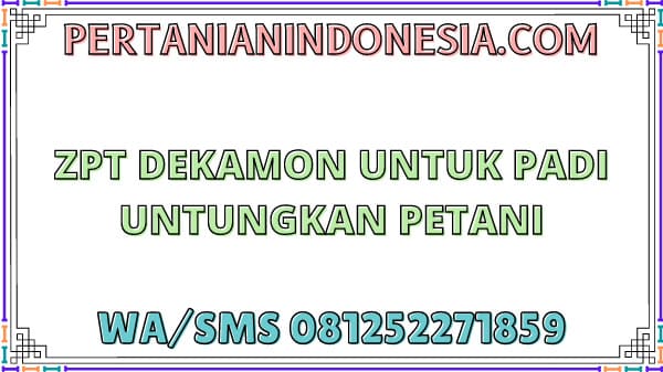 ZPT Dekamon Untuk Padi Untungkan Petani